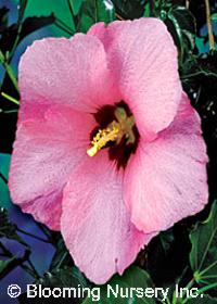 Hibiscus Cordial 'Peppermint Schnapps'